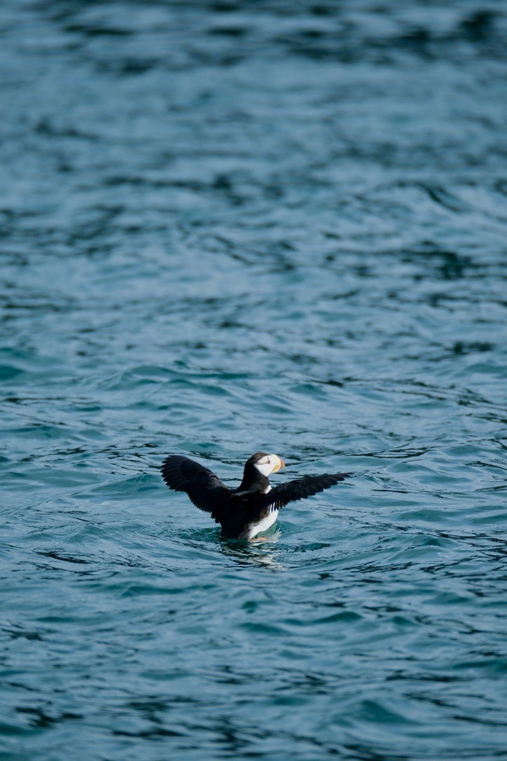 Puffin in the Kenai Fjords